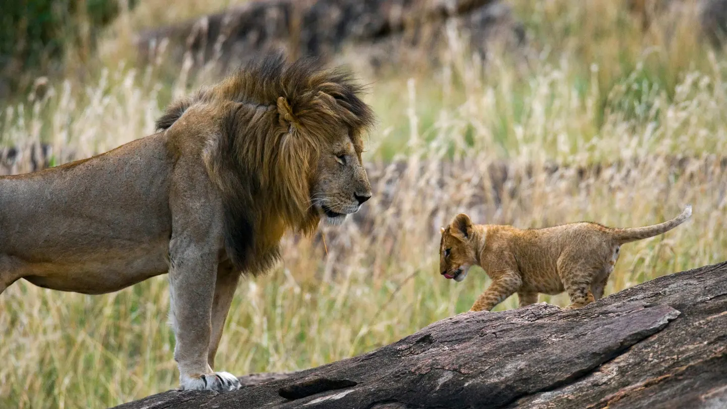 Family Safari