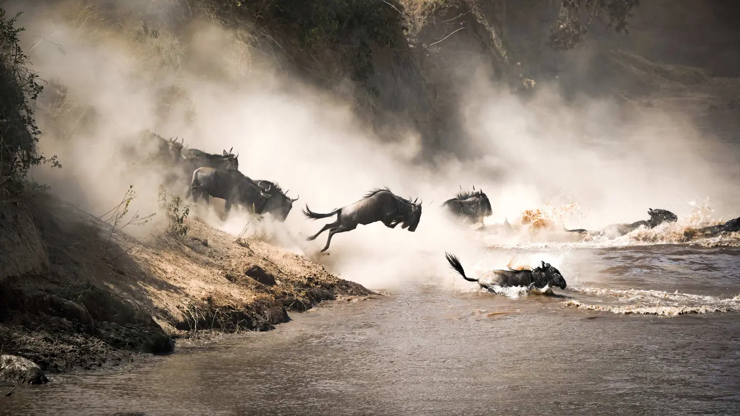 Migration Safari